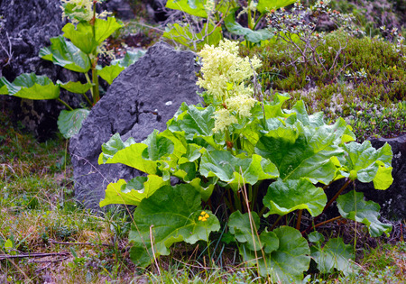 Wild rhubarb (Rheum altaicum L.) growing in the mountains near the stoneの写真素材