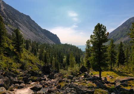 Mountain forest in a small river. Sayan mountains. Republic of Buryatiaの写真素材