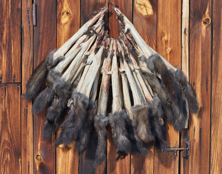 Raw fur - Eurasian red squirrel (Sciurus vulgaris)の写真素材