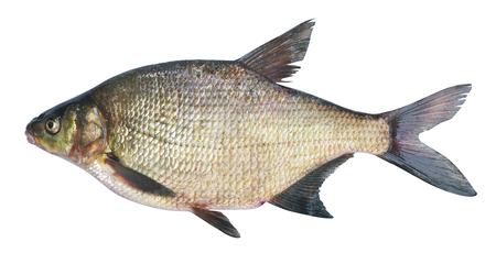 Bream ( Abramis brama ) on a white background . Adult female before spawning . Weight of fish - 2130 grams. Place catch - Oka River , Irkutsk region . Harvest date - 14/06/2016の写真素材