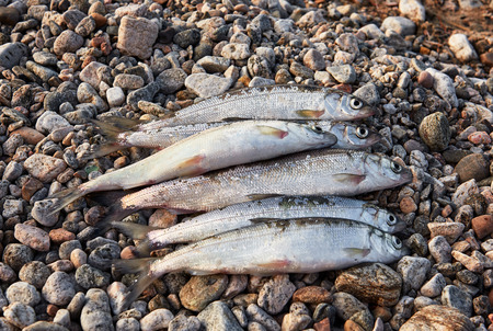 Baikal omul (Coregonus migratorius) on a background of pebbles coastal lakes. Endemic to Lake Baikal. Whitefish species of the salmon familyの写真素材