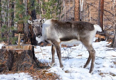 Young reindeer. Tofalar forest subspecies is a small population of domestic deer. Bred in mountains in south of Irkutsk regionの写真素材