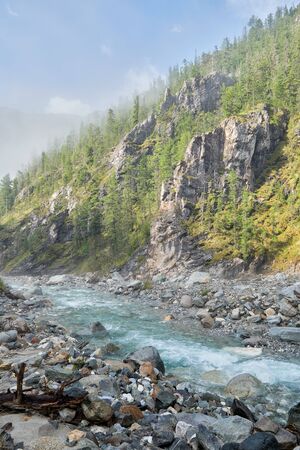 Siberian mountain rivulet at mountainside of mountain. Rare trees grow on a moss-covered rock. A foggy morning in August. Sayan mountains. Buryatiaの写真素材