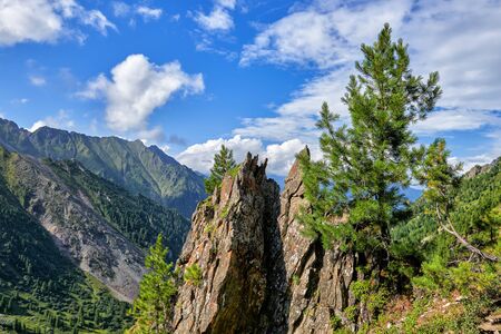 Small lonely pines grow on a bare rock. Plant life in Siberian nature. Sayan mountains. Russiaの写真素材