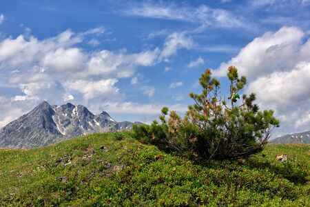 Pinus pumila on top of hill overgrown with polar bushes and grass. Tyva Republic. Central Asiaの写真素材