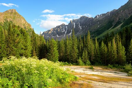 Travertine glade near dark coniferous taiga in Siberian mountains. Mineral springs Choigan. Eastern Sayan. Tyva Republicの写真素材