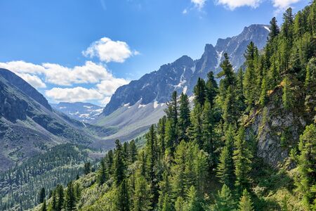 Dark coniferous taiga on mountainside in July. Valley Arzhan-Khem. Tuva. Central Asiaの写真素材