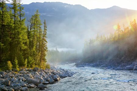 Sunny morning in Siberian dark coniferous taiga. Sunlight beautifully illuminates the needles of trees by a swift mountain river. Eastern Sayan. Buryatiaの写真素材
