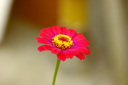 flowerの写真素材