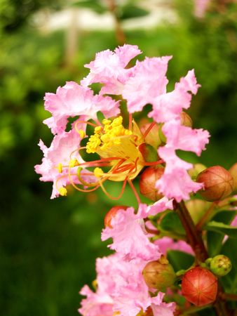 a flowerの写真素材