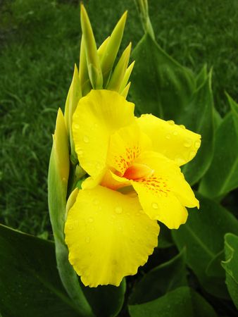 a flowerの写真素材