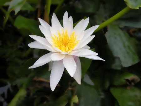 a flowerの写真素材