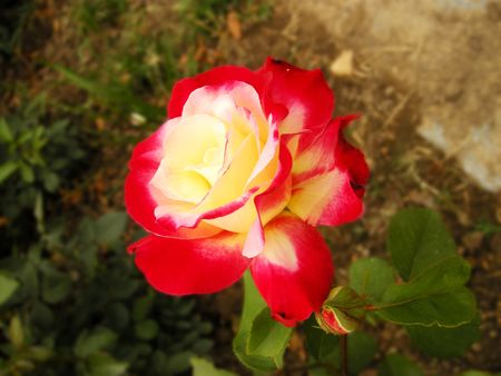 a flowerの写真素材