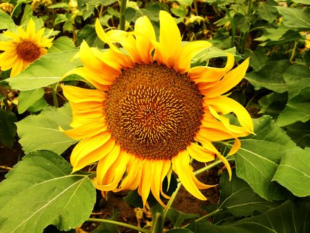 a helianthusの写真素材