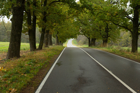 Forest Roadの写真素材