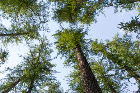 Forest skyの写真素材