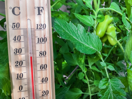 Growing tomatoes in a greenhouse