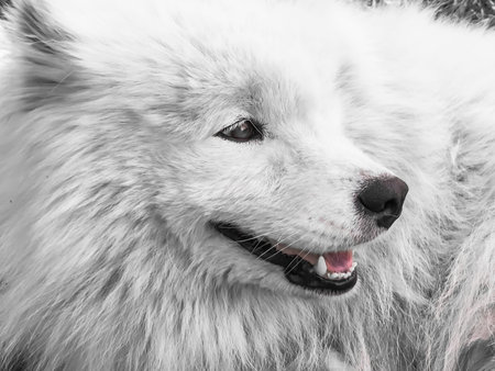 Dog close-up
