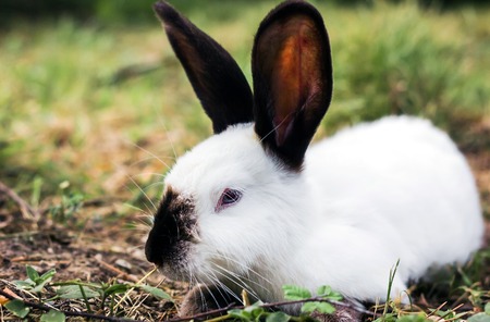 Wild animals in nature, white rabbit with black ears on the grassの写真素材