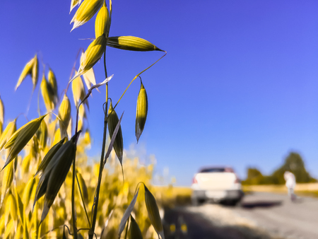 Rye close-up, agriculture,stop next to a field of wheatの写真素材