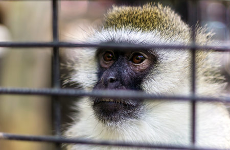 Monkey in a cage at the Zoo, monkey looks through the cage