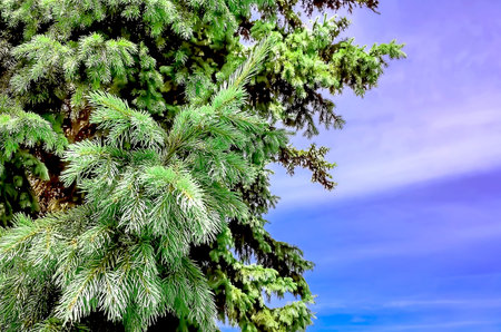 Spruce branch against the sky, background for a card