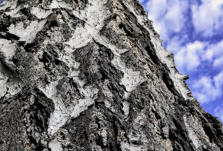 Bark Birch close-up, texture of a birch tree