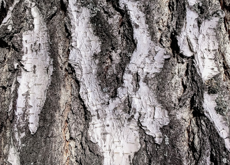 Bark Birch close-up, texture of a birch treeの写真素材