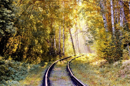 Yellow bright leaves in sunlight. Golden autumn. The rays of the Sun fall on the leaves. Colorful leaves of Rowanの写真素材