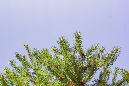 Christmas tree branches against the sky. branches of fir to an empty backgroundの写真素材