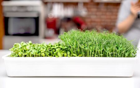 micro grass close-up, healthy eating, pea sprouts and sunflower seeds, micro grass in the kitchen in the trayの写真素材