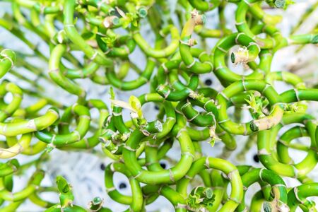 Lucky Bamboo (Dracaena Sanderiana). Cuttings of dracaena for planting close-up and soft focus.の写真素材