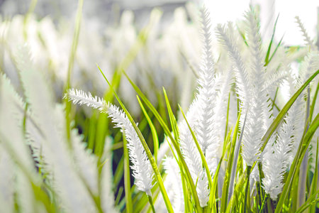 Beautiful floral background with fresh green leaves in sunlight close-up and soft focus.