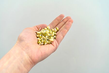 Sprouted green beans in the hand on the palm of the close-up. Space for text.の写真素材