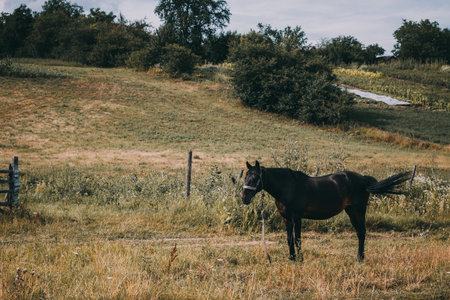 horses on the field