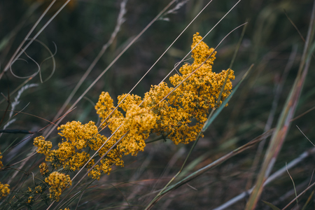 Close up of beautiful purple flowers.Beautiful blurred backgroundの写真素材