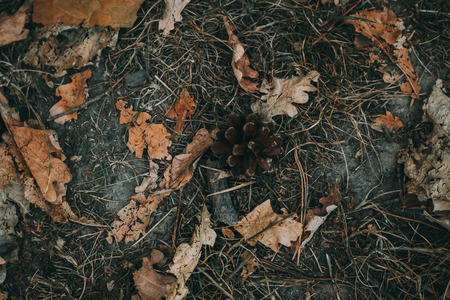A small, yellow leaf laying on a brown ground with small branches, tree needles and a pine cone around it.の写真素材