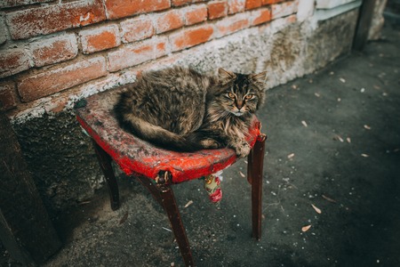Fluffy multicolored cat sitting near the old walls of the house. Cat has interesting original fur color.の写真素材