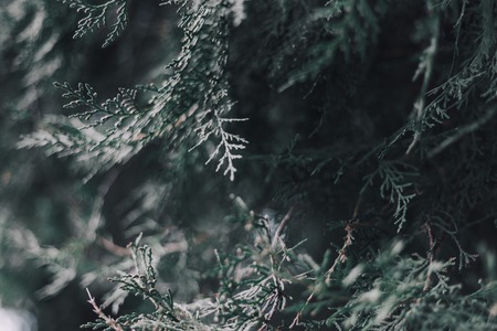 Christmas abstract background with bokeh blurred backgroundの写真素材