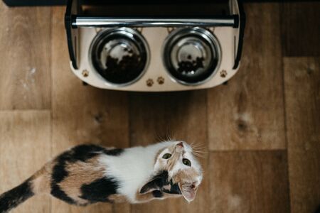 Up side down sleepy cat happy sweetyの写真素材