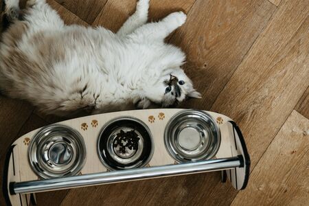 Up side down sleepy cat happy sweetyの写真素材