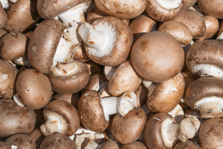 Background of fresh whole mushrooms champignon