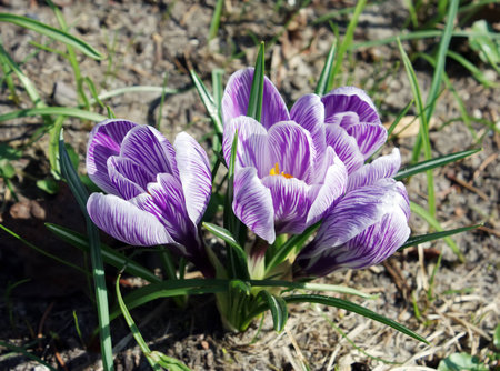 flowerの写真素材