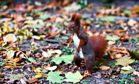squirrel sitting on the road. Autumn timeの写真素材