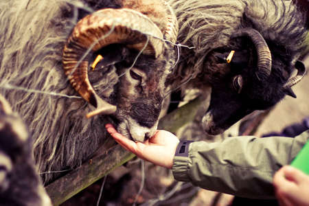 people feeding sheep in the zooの写真素材