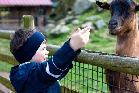 3 years  boy feeding a goat in parkの写真素材