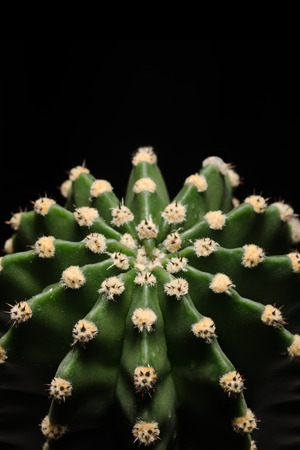 Fragment of a cactus on a dark background. Close up. Cactus texture.の写真素材