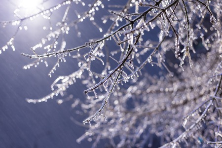 Icy tree branches at night in the park in winterの写真素材
