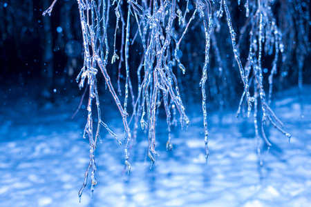 Icy tree branches at night in winterの写真素材