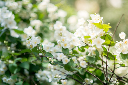 A Spring flowers - white flower jasmine.の写真素材